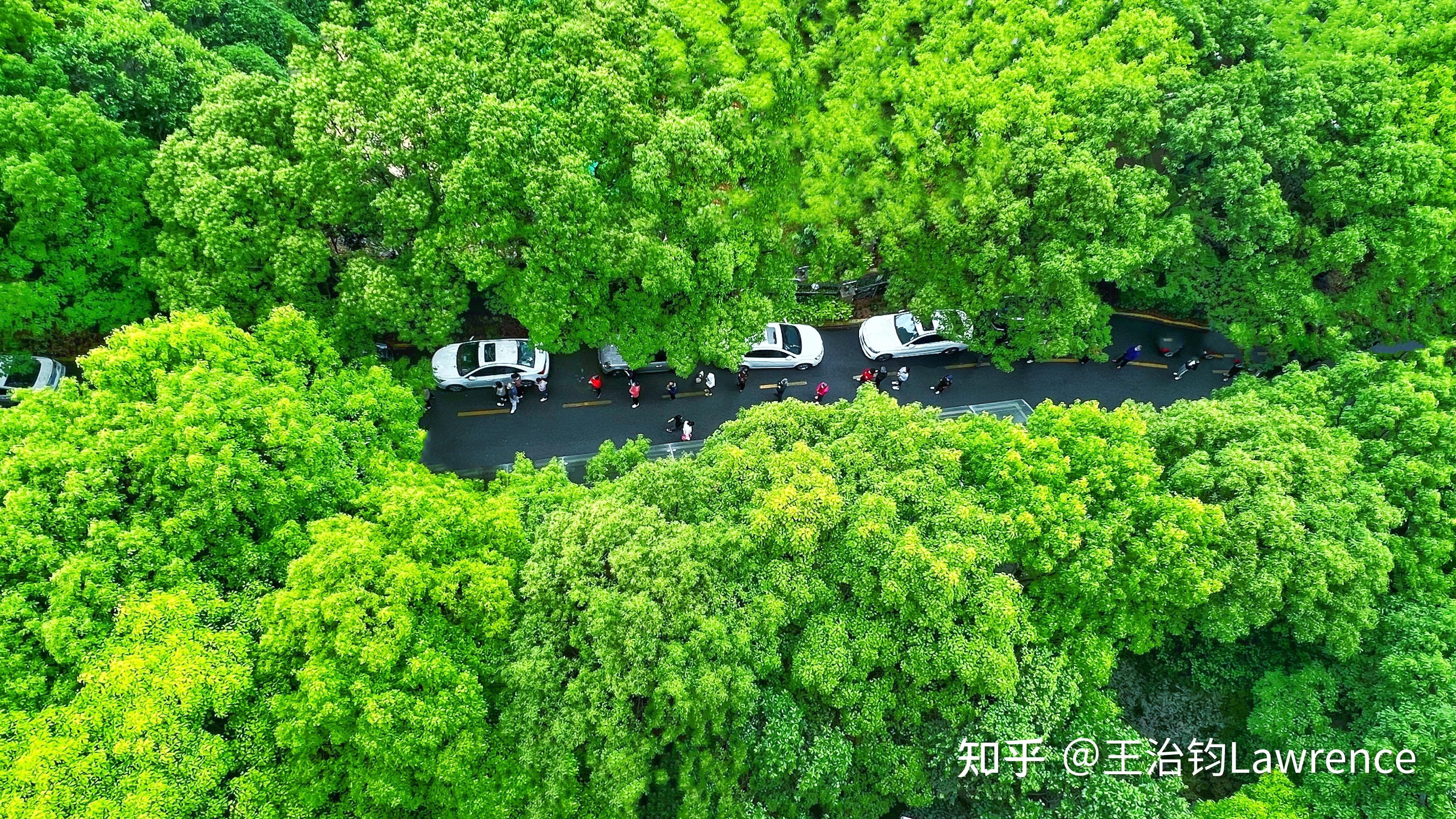 为何上海新增无症状比确诊多45倍?︰(上海 新增无症状)-第2张图片