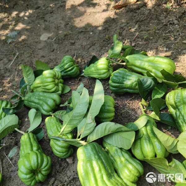 玩家辅助神器：金华佛手在线有挂么	”附开挂脚本详细步骤-第2张图片