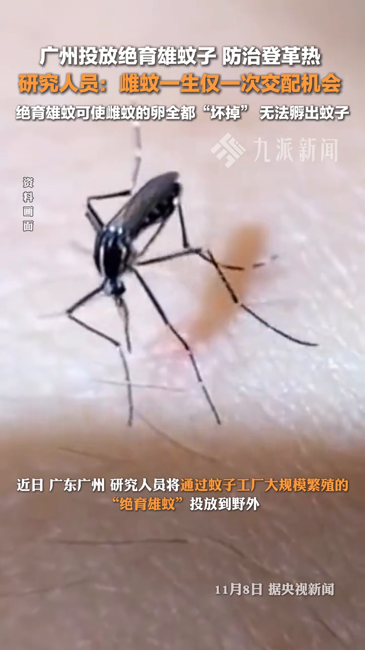 北海疫情,北海疫情蚊子-第1张图片