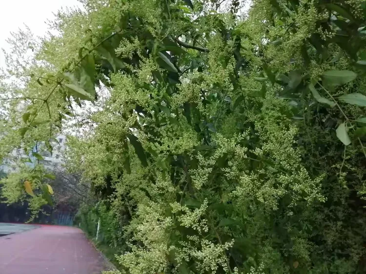 开挂辅助工具“天涯麻将有挂吗	”科技辅助神器手机版教程-第1张图片